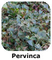 Pervinca